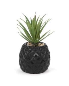 Plante cactus avec pot noir (ATTIT/LH1175/)