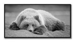 Cadre noir et blanc ours  30x36 (STREA/AFF13556/)